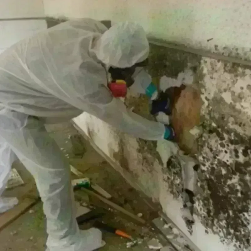 Mold Remediation and Removal in Green Island, NY